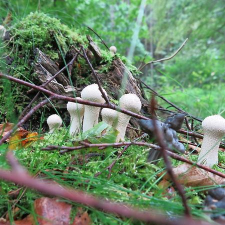 Appartamento Oestra Nyrups Lantliv Höör Esterno foto