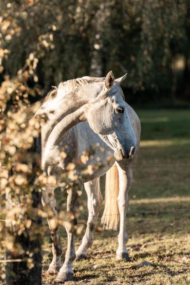 Appartamento Oestra Nyrups Lantliv Höör Esterno foto